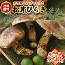【全額返金】10月分予約 国産 松茸 ひらき 約230g〜1kgまつたけ マツタケ 利平栗1kgオマケ付き 岡山 SSS ※ ふるさと納税 ではありません