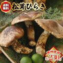 【全額返金】10月分予約 国産 松茸 ひらき 約230g〜1kg まつたけ マツタケ 岡山 SSS ※ ふるさと納税 ではありません