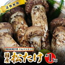 10月分予約 国産 松茸 中つぼみ(半開き) 1kg前後 まつたけ マツタケ 岡山 ギフト 利平栗1kgオマケ付き 松茸 1kg 岡山県 高級 贈答 お取り寄せ...
