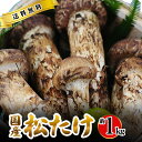 10月分予約 国産 松茸 中つぼみ(半開き) 1kg前後 まつたけ マツタケ 岡山 ギフト 松茸 1kg 岡山県 高級 贈答 お取り寄せ きのこ キノコ 内祝い...