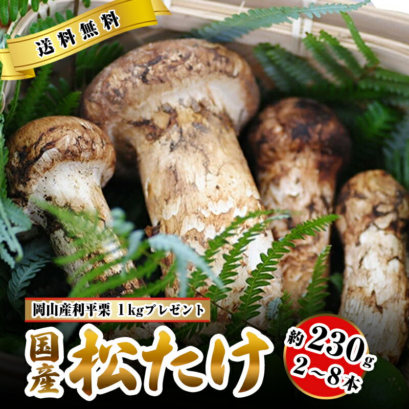 松茸 国産 中つぼみ(半開き) 約230g 2～8本程度 小さめ まつたけ マツタケ 岡山 利平栗1kgオマケ付き ..