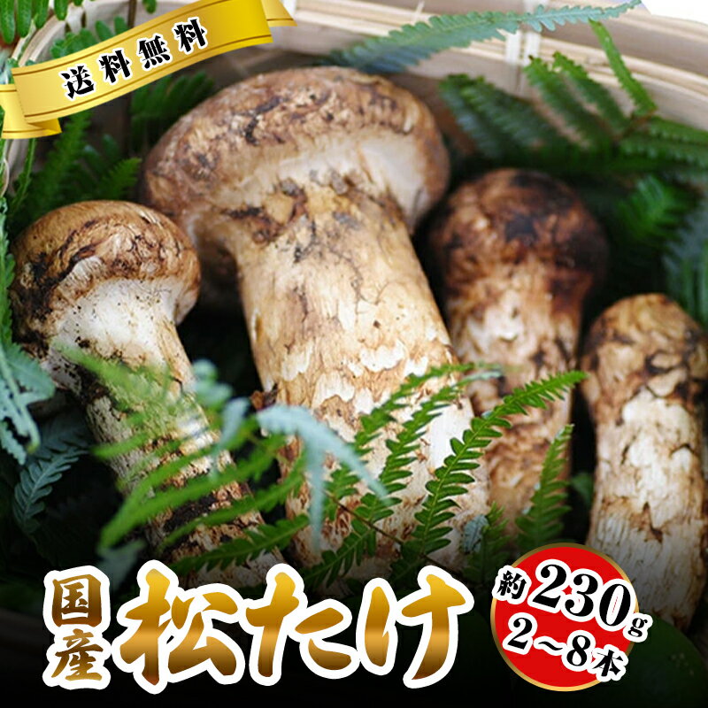 松茸 国産 中つぼみ(半開き) 約230g 2～8本程度 小さめ まつたけ マツタケ 岡山 松茸 1kg 岡山県 高級 贈答 お取り寄…