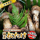 【全額返金】10月分予約 国産 松茸 中つぼみ(半開き) 450g前後 4〜8本程度 まつたけ マツタケ 岡山 ギフト 利平栗1kgオマケ付き 松茸 1kg 岡...