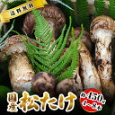 10月分予約 国産 松茸 中つぼみ(半開き) 450g前後 4〜8本程度 まつたけ マツタケ 岡山 ギフト 松茸 1kg 岡山県 高級 贈答 お取り寄せ きのこ...