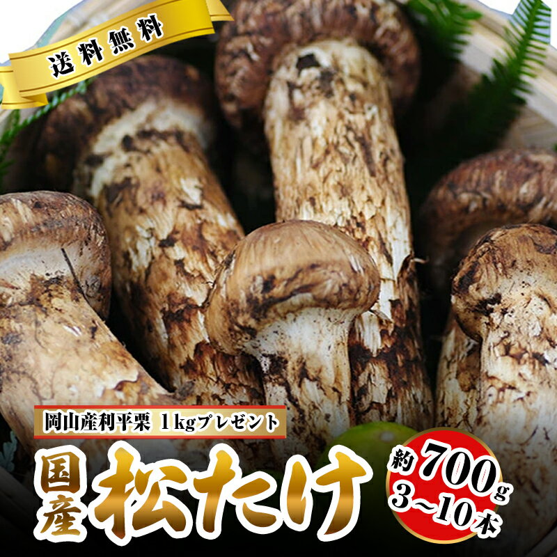 国産 松茸 中つぼみ 半開き 約700g 3～10本程度 まつたけ マツタケ 岡山 ギフト 利平栗1kgオマケ付き 松茸 1kg 岡山県 高級 贈答 お取り寄せ きのこ キノコ 内祝い 母の日 父の日 お中元 敬老…