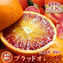 2026年3月分予約 減農薬 愛媛産 タロッコ ブラッドオレンジ 約4.8kg 訳あり ワックス不使用 サイズ混合 産地直送 5kg ブラッド オレンジ 愛媛 ...