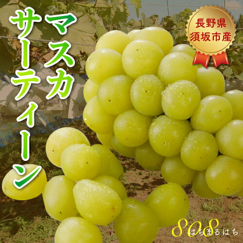 9月以降分予約 高糖度20度前後 低農薬 マスカサーティーン ぶどう 1.8kg 化粧箱入 シャインマスカット ブドウ 葡萄 長野 産地直送 NN ※ ふるさと納税 ではありません