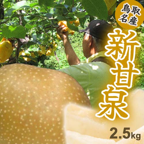 早期　予約品！リアルタイムランキング1位！【クール便指定】鳥取県産 梨 新甘泉梨 秀品 化粧箱　4～6玉入 糖度14度前後 贈答用【しんかんせん鳥取県産ナシ】遅れてごめんね敬老の日・ギフト・送料無料