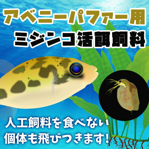 アベニーパファー 生体 みんな探してる人気モノ アベニーパファー 生体 ペット ペットグッズ アベニーパファー 生体 みんな探してる人気モノ アベニーパファー 生体 ペット ペットグッズ