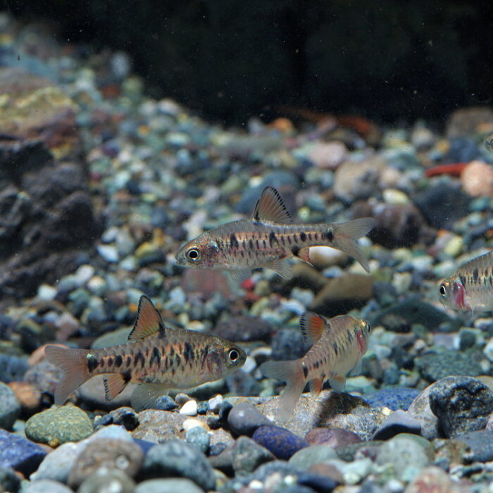 (熱帯魚 生体)チェッカーバルブ　（約2cm）（3匹）【水槽/熱帯魚/観賞魚/飼育】【生体】【通販/販売】【アクアリウム/あくありうむ】【小型】