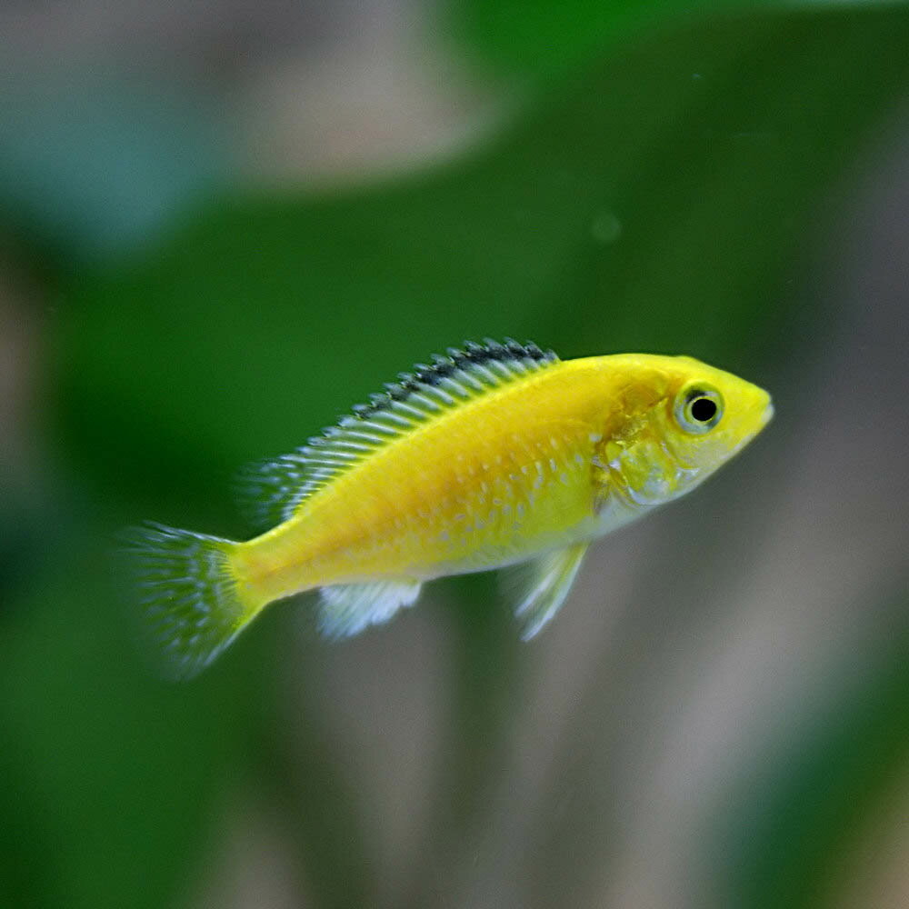 (熱帯魚 生体)ラビドクロミス　カエルレウス　（約2-3cm）（1匹）【水槽/熱帯魚/観賞魚/飼育】【生体】【通販/販売】【アクアリウム/あくありうむ】【小型】