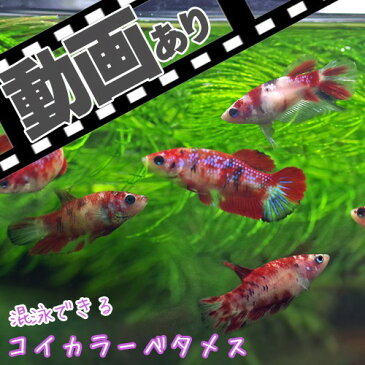 (熱帯魚)ベタ 　コイカラーベタ♀　おまかせ　（1匹）　【水槽/熱帯魚/観賞魚/飼育】【生体】【通販/販売】【アクアリウム/あくありうむ】