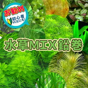 楽天市場 水草 おまかせ水草 Mix鉛巻 鉛巻1つに数種の水草 水槽 熱帯魚 観賞魚 飼育 生体 通販 販売 アクアリウム あくありうむ ネオス 楽天市場店 みんなのレビュー 口コミ 楽天市場 水草 おまかせ水草 Mix鉛巻 鉛巻1つに数種の水草 水槽 熱帯魚 観賞魚 飼育 生体 通販 販売 アクアリウム あくありうむ ネオス 楽天市場店 みんなのレビュー 口コミ