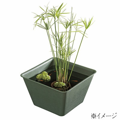 スドー　メダカの角小鉢　ちとせ（千歳）　S-5597【水槽/熱帯魚/観賞魚/飼育】【生体】【通販/販売】【アクアリウム/あくありうむ】