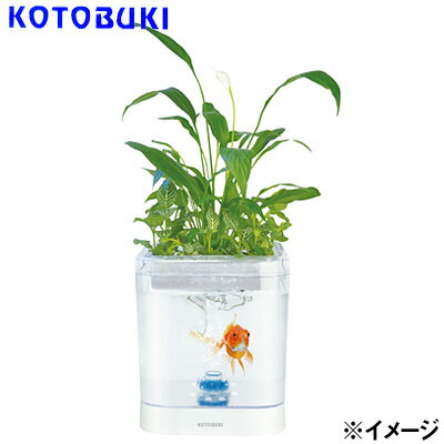 コトブキ　アクアポニックス スクエアポット　【水槽/熱帯魚/観賞魚/飼育/セット水槽/オブジェ】【生体】【通販/販売】【アクアリウム/あくありうむ】【小型】のサムネイル