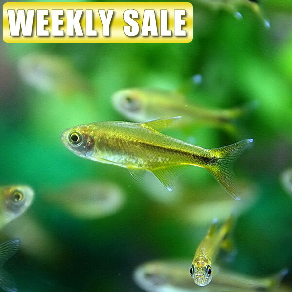 （熱帯魚)( 週替わり限定)ボララス　マクラータ（約1.5cm）（10匹）【水槽/熱帯魚/観賞...