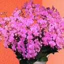 産地直送の花ギフト【ミディ胡蝶蘭 蘭千世界20本立ち 13号陶器鉢】椎名洋ラン園こだわりの胡蝶蘭 高級コチョウラン【送料無料】お祝い/誕生日/還暦/卒寿/米寿/...