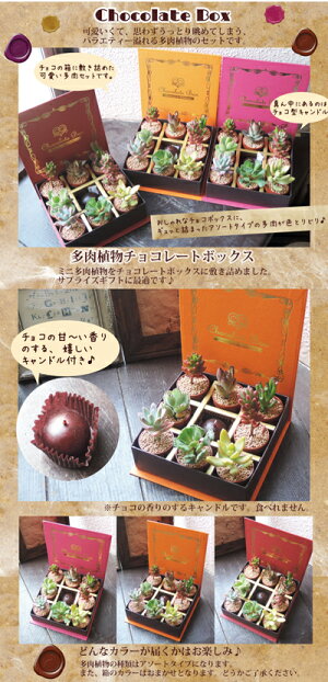 ☆季節の花鉢シリーズ【多肉植物】【送料無料】多肉植物の寄せ植え★ギフト観葉植物【楽ギフ_包装】誕生日/開店/引越し/祝い/引越し祝い/新築祝い【あす楽_日曜営業】多肉植物/寄せ植え/セダム/インテリア/サボテン/敬老/敬老ギフト【P12Sep14】
