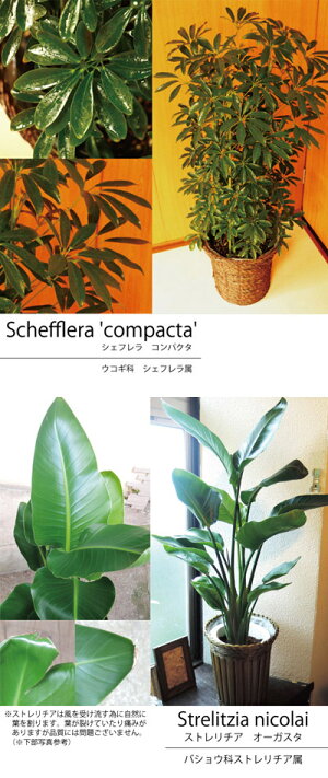 ★楽天1位観葉植物★パキラの鉢植え7号鉢選べる観葉植物【カゴ付き】【受け皿付き】育てやすい☆季節の花鉢シリーズ/鉢植え/販売/誕生日/開店/引越し/祝い/引越し祝い/新築祝い/インテリア【送料無料】【楽ギフ_包装】観葉【モダン】【SALE】