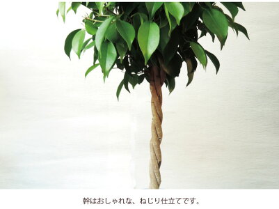 (観葉)季節の花鉢シリーズ『ベンジャミンLサイズ7号鉢【イケア】【IKEA】のカラーサKALASA鉢カバー付き』ベンジャミン/フィカス・ベンジャミナ/【送料無料】ギフト★観葉植物/インテリア/鉢植え/開店/祝/誕生日/大型大きい/【あす楽_日曜営業】