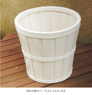 (観葉)季節の花鉢シリーズ『ベンジャミンLサイズ7号鉢【イケア】【IKEA】のカラーサKALASA鉢カバー付き』ベンジャミン/フィカス・ベンジャミナ/【送料無料】ギフト★観葉植物/インテリア/鉢植え/開店/祝/誕生日/大型大きい/【あす楽_日曜営業】