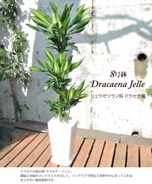 (観葉)【幸福の木】ドラセナジェレ8号鉢の鉢植え白セラート鉢【DracaenaJelle】選べる観葉植物【カゴ付き】【受け皿付き】育てやすい☆花鉢/鉢植え/販売/誕生日/開店/祝い/引越祝い/新築祝い/インテリア/幸福の樹【送料無料】観葉植物【モダン】/05P23Apr16