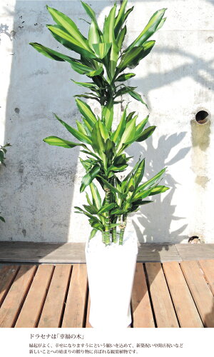 (観葉)【幸福の木】ドラセナジェレ8号鉢の鉢植え白セラート鉢【DracaenaJelle】選べる観葉植物【カゴ付き】【受け皿付き】育てやすい☆花鉢/鉢植え/販売/誕生日/開店/祝い/引越祝い/新築祝い/インテリア/幸福の樹【送料無料】観葉植物【モダン】/05P23Apr16