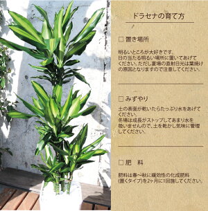 (観葉)【幸福の木】ドラセナジェレ8号鉢の鉢植え白セラート鉢【DracaenaJelle】選べる観葉植物【カゴ付き】【受け皿付き】育てやすい☆花鉢/鉢植え/販売/誕生日/開店/祝い/引越祝い/新築祝い/インテリア/幸福の樹【送料無料】観葉植物【モダン】/05P23Apr16