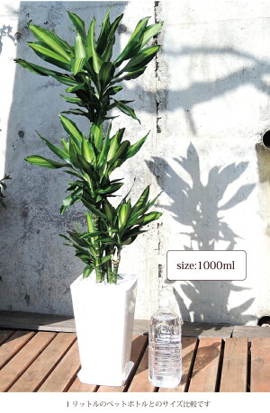 (観葉)【幸福の木】ドラセナジェレ8号鉢の鉢植え白セラート鉢【DracaenaJelle】選べる観葉植物【カゴ付き】【受け皿付き】育てやすい☆花鉢/鉢植え/販売/誕生日/開店/祝い/引越祝い/新築祝い/インテリア/幸福の樹【送料無料】観葉植物【モダン】/05P23Apr16