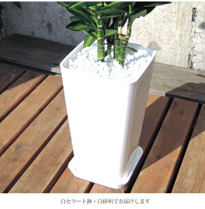 (観葉)【幸福の木】ドラセナジェレ8号鉢の鉢植え白セラート鉢【DracaenaJelle】選べる観葉植物【カゴ付き】【受け皿付き】育てやすい☆花鉢/鉢植え/販売/誕生日/開店/祝い/引越祝い/新築祝い/インテリア/幸福の樹【送料無料】観葉植物【モダン】/05P23Apr16