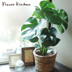 https://thumbnail.image.rakuten.co.jp/@0_gold/flowerkitchen/sif/plant/monmarucha.jpg