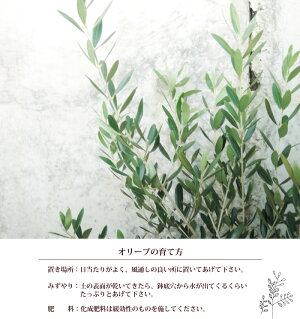 オリーブ6号鉢+ブリキブラックスクエアカバー付き【RCP】ギフト★観葉植物【オリーブ】【楽ギフ_包装】オリーブの木/苗木/鉢植え/販売/誕生日/開店/引越し/引越祝い/新築祝い/インテリア/香川県産【日曜営業】【楽ギフ_包装】水合わせの儀