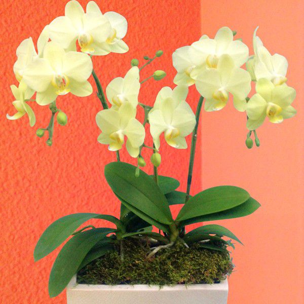 産地直送の花ギフト【ミディ胡蝶蘭 3本立ち パルテノ鉢 イエロー系おまかせ 陶器鉢入り】椎名洋ラン園こだわりの胡蝶蘭 高級コチョウラン【送料無料】お祝い/誕生日/還暦/卒寿/米寿/白寿/記念日/お礼/挨拶/記念品/お歳暮/プレゼント/贈り物/花 ギフト【A-118】