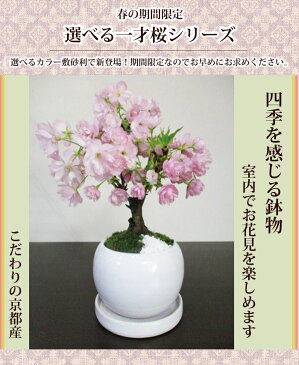 楽天1位 2019年 【季節の盆栽】『 京都産 一才桜の鉢物 』【旭山桜】【送料無料】 苗木/祝/春/インテリア/開花/桜/盆栽/ミニ盆栽/苔玉/苔/コケ/お花見/サクラ/盆栽販売/2019春(3〜4月頃)開花/