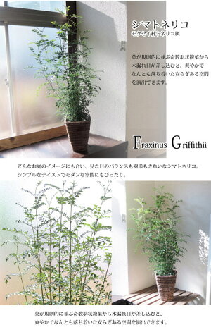 ★楽天1位★『選べるモンステラほか観葉植物』高さ70センチ〜★観葉植物/モンステラ/インテリア/鉢植え/開店/引越し/祝い/引越し祝い/新築祝い/誕生日/シマトネリコ/トネリコ/オリーブの木/多肉植物寄せ植え/水合わせの儀/インテリア/グリーン/観葉/多肉【05P30Nov14】