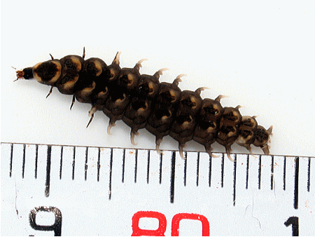 ゲンジボタル 幼虫　10匹