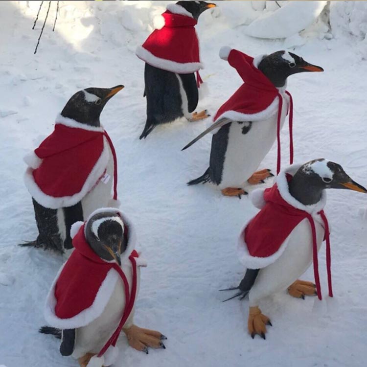 ���� ���ꥹ�ޥ��ޥ�� ������ ���� ǭ�� �ޥ�� ���� �ޥ�� ������ �ݥ���� �ڥå��� ���ꥹ�ޥ��ޥ�� �İ��� ���� ǭ�� ���󥿤��� �������塼�� �夰��� �� ǭ ���ꥹ�ޥ� �ޥ�� ���ꥹ�ޥ� ���󥿥����� �ڥ󥮥��� �ڥ󥮥� ����̵��