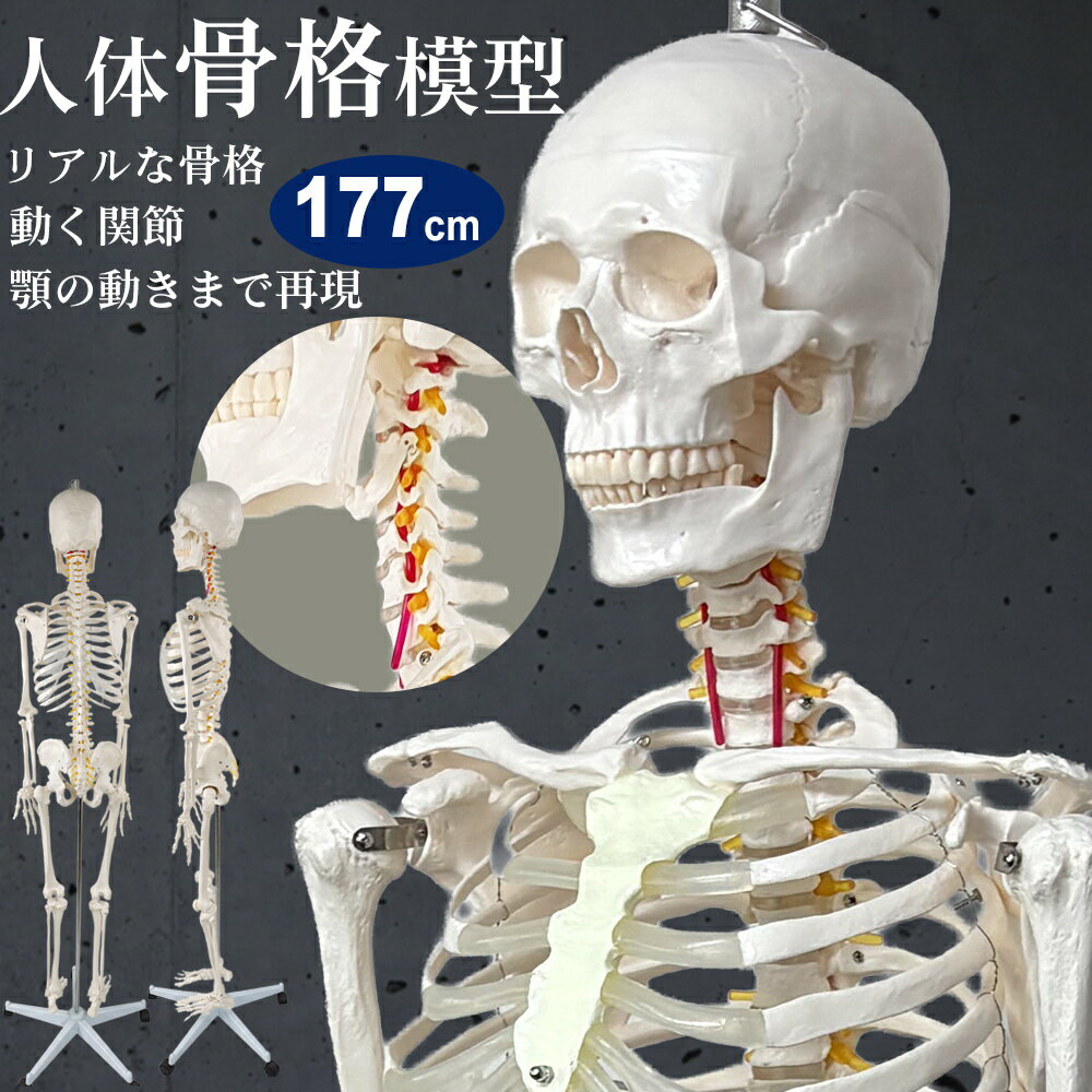 人体模型 骨格模型 等身大 全長177cm 骨格標本 国際基準RoHA適合商品 人体骨格模型 吊り下げ 実物大 直..