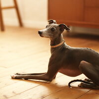 ヌメカラー,革,首輪,ヌメ革,ヌメ,小型犬