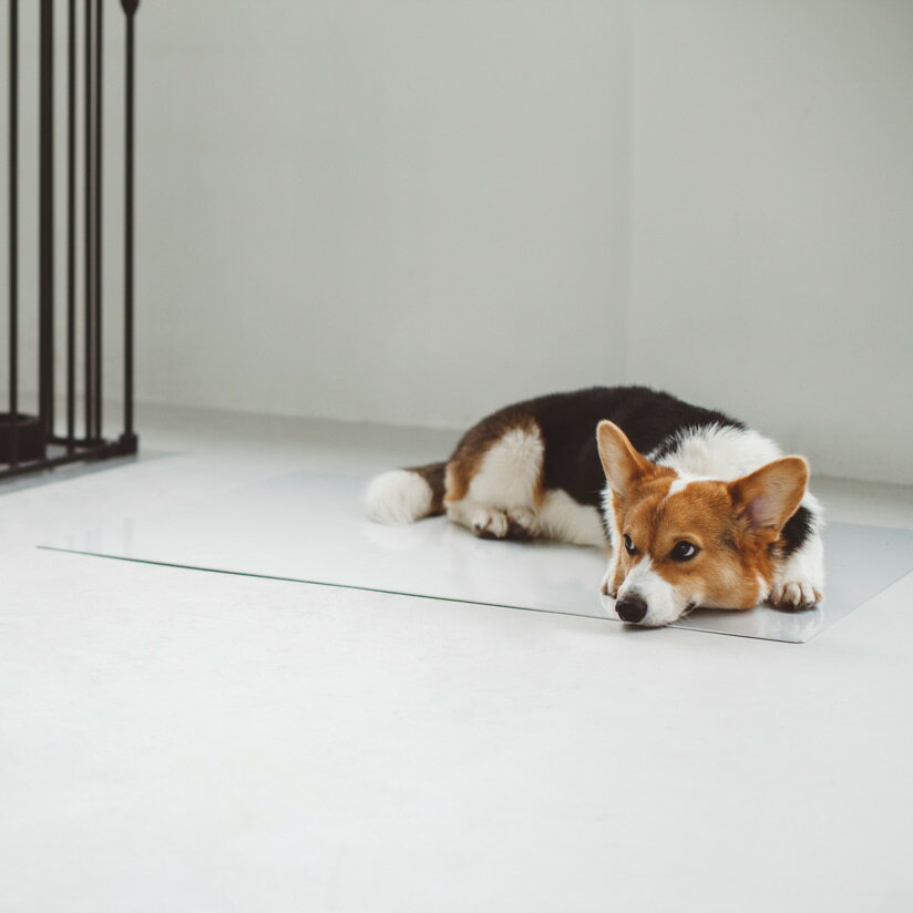 【犬用　ベッド】クール　冷たい　接触冷感　冷感　夏　冷やす　ボード　マット　ベッド　夏場　ひんやり　犬　いぬ　ドッグ　犬用　犬 ベッド 犬用 ベッド　マット　アルミ　小型犬　大型犬　中型犬　おしゃれ　シンプルシンプル クールベッド　シルバー　L