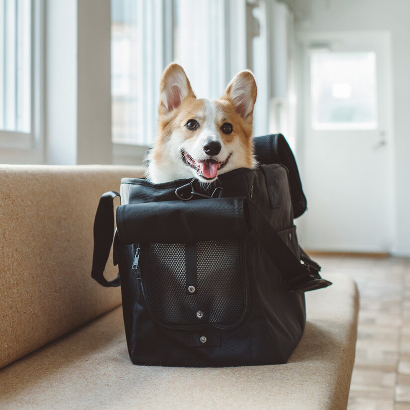 �ڸ� ����꡼������̵�� �ڥåȥ���꡼�Хå� �̱������Ǥ�����ι�ԡ�����꡼�Хå� �ڥå����� ��ǭ���ѡ��淿�����������Х륳�ǥ� ����꡼ LL ������������