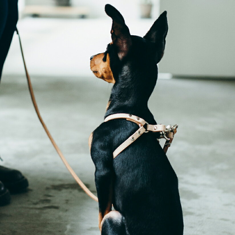 【犬 ハーネス 革】オリジナルヌメリング ワンタッチハーネス 25　小型犬用
