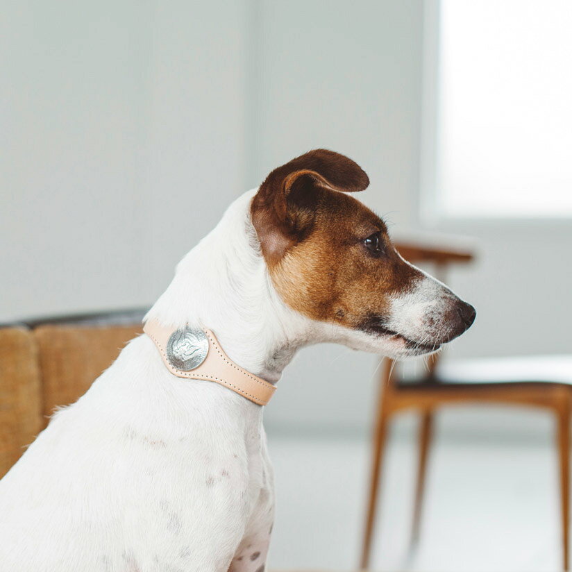 【犬 革 首輪】オリジナル ヌメ コンチョ カラー M犬用　犬　イヌ　いぬ　ドッグ　カラー　首輪　くびわ　ヌメ革　ヌメ　革　皮　おしゃれ　シンプル　レザー　日本製　日本　シュナウザー　タグ　トイプードル　かわいい　柔らかい　コンチョ