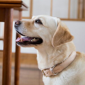 【革 首輪】オリジナル ヌメ カラー 3L サイズ 大型犬　犬　犬用品　首輪　犬　首輪　レザー　おしゃれ　シンプル　日本製　人気　レザー　かわいい　かっこいい　お洒落　オシャレ　ラブラドール　ゴールデン　ダルメシアン　大きい　大きめ　革　ヌメ革　皮