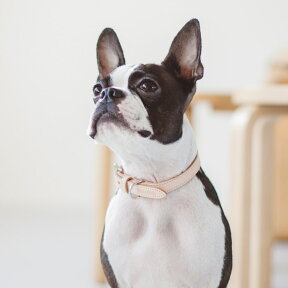 【犬 首輪 革 】オリジナル ヌメ カラー L犬 首輪 おしゃれ 革 かわいい 小型犬 犬首輪 犬の首輪 いぬ くびわ レザー　日本製　ペット　ヌメ　皮　シンプル　おしゃれ　柴犬　ボストン　フレブル　キャバリア　コーギー　ドゥードル　散歩　カラー　人気