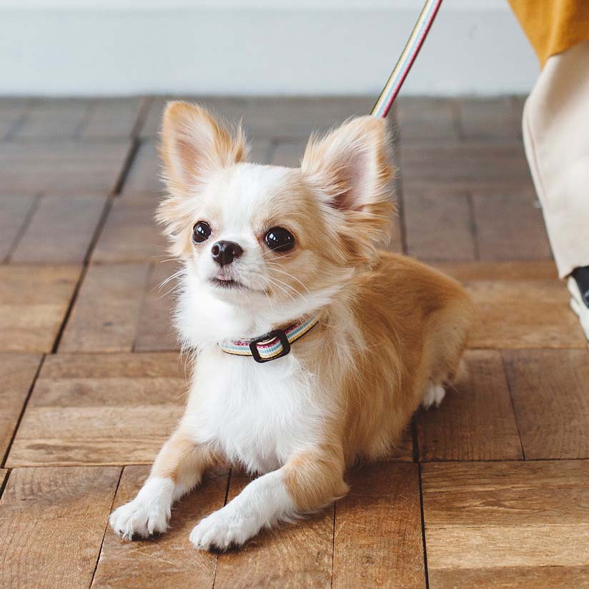 【犬 首輪 革】小型犬用 サニースト