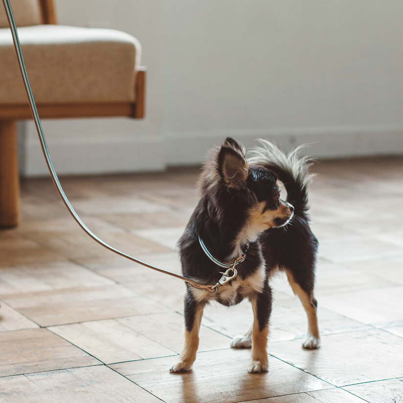 犬 リード 革 小型犬用 サニーストライプリード SS 皮 リ－ド