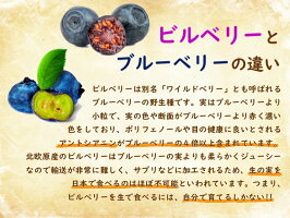 楽天市場 ブルーベリーの原種 ビルベリー 苗 苗木 12cmポット 樹高約60cm 野生種 ワイルドブルーベリー ネイティブブルーベリー 富士園芸楽天市場店 楽天市場 ブルーベリーの原種 ビルベリー 苗 苗木 12cmポット 樹高約60cm 野生種 ワイルドブルーベリー ネイティブブルーベリー 富士園芸楽天市場店