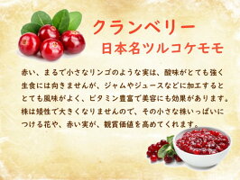 苗木【クランベリー】12cmポット樹高約20〜30cmツルコケモモ観賞用食用