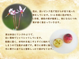 苗木【クランベリー】12cmポット樹高約20〜30cmツルコケモモ観賞用食用